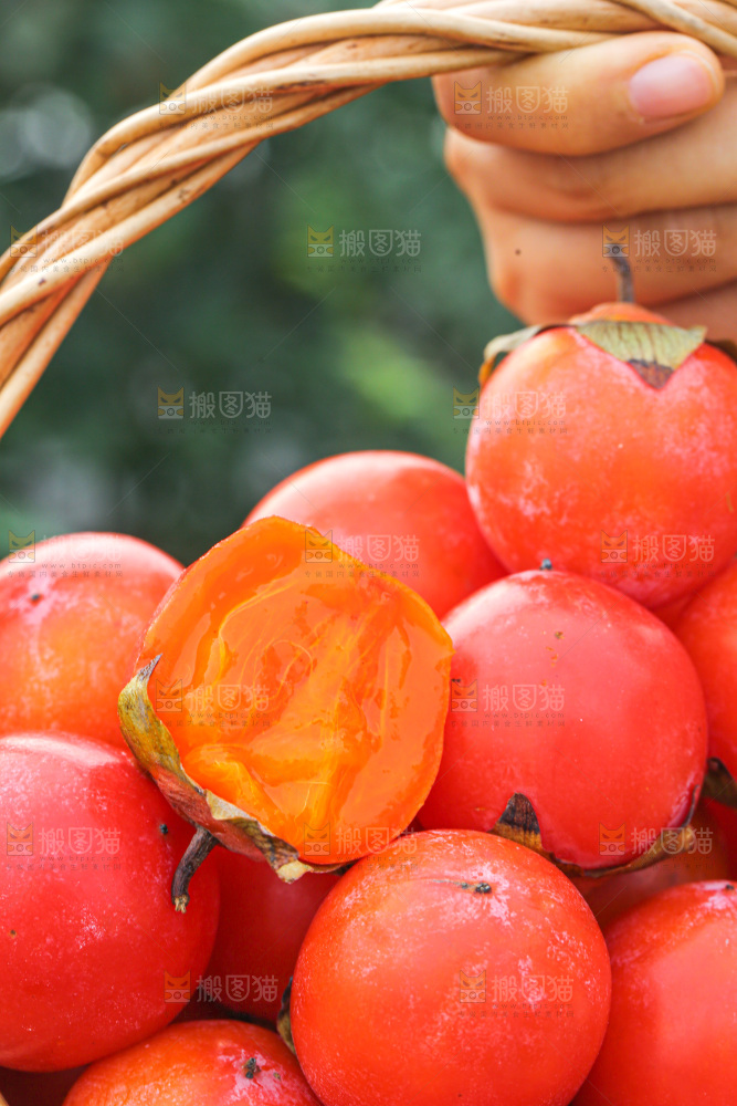 手里拿着珍珠蜜柿