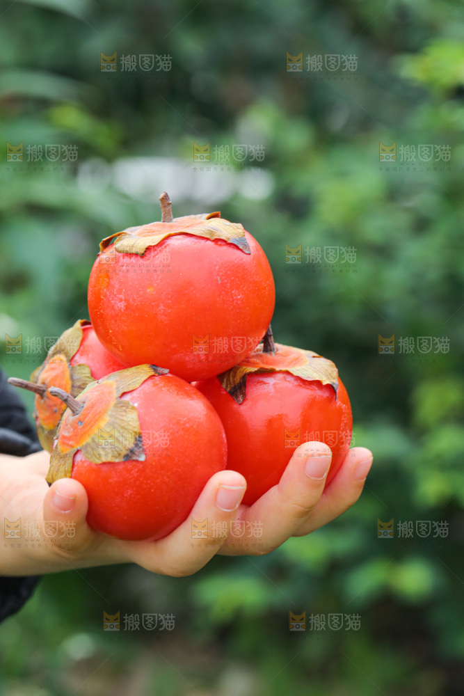 手里拿着珍珠蜜柿