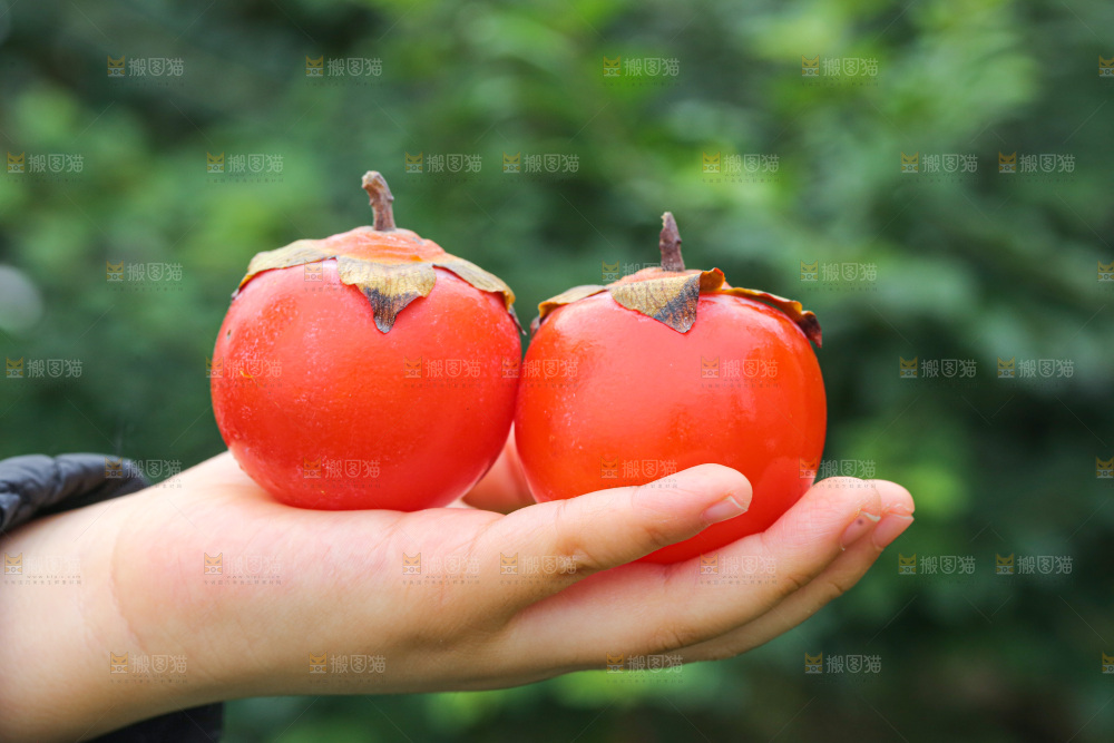手里拿着珍珠蜜柿