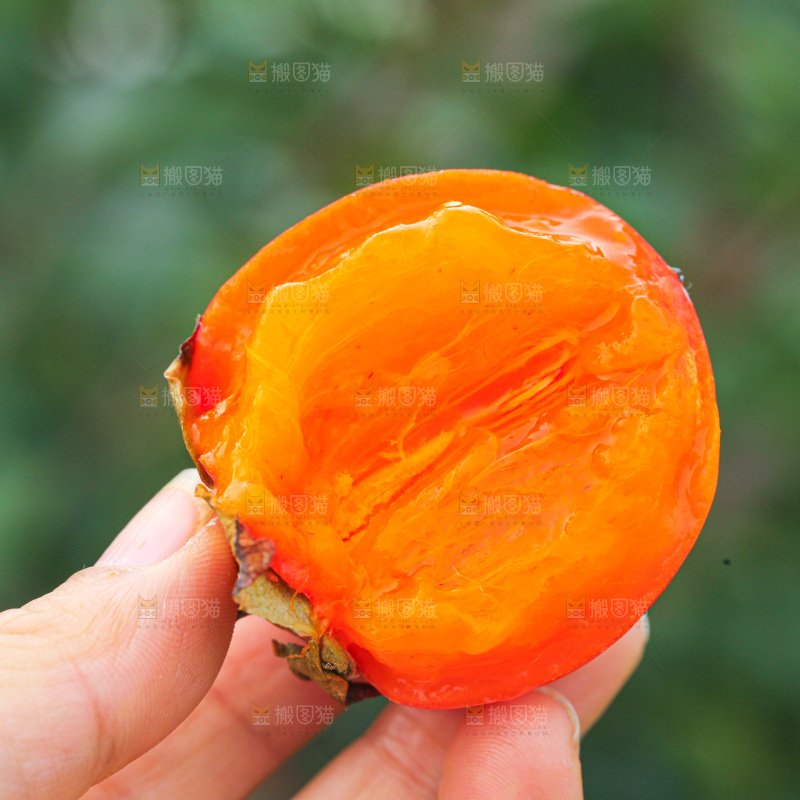 手里拿着珍珠蜜柿