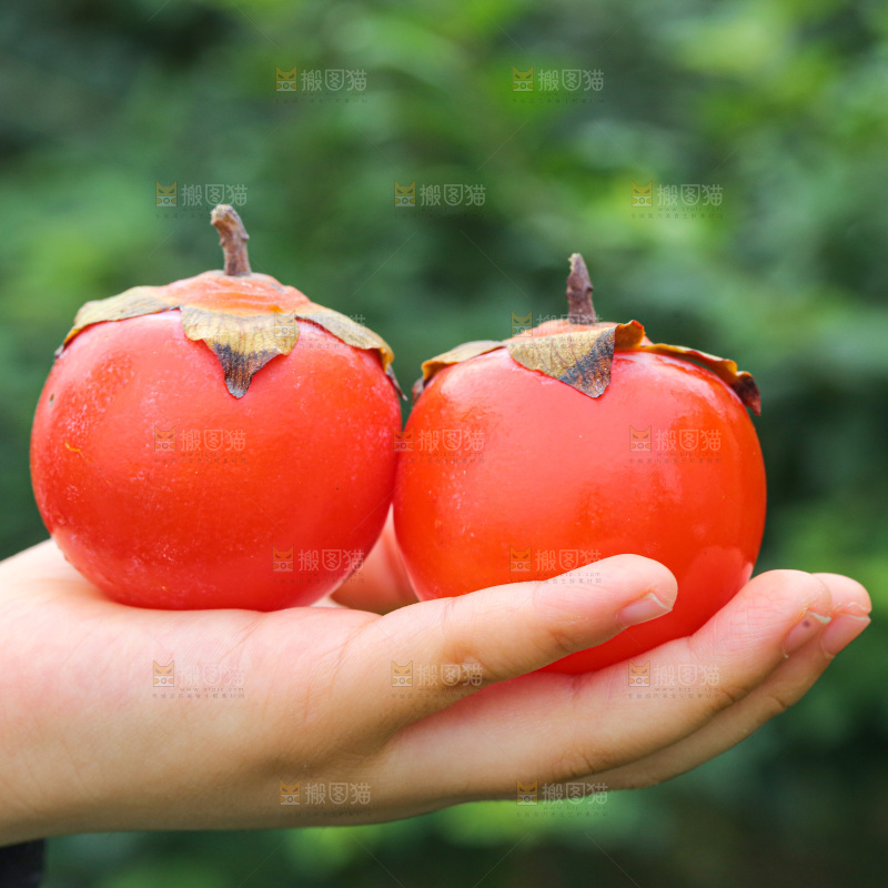 手里拿着珍珠蜜柿
