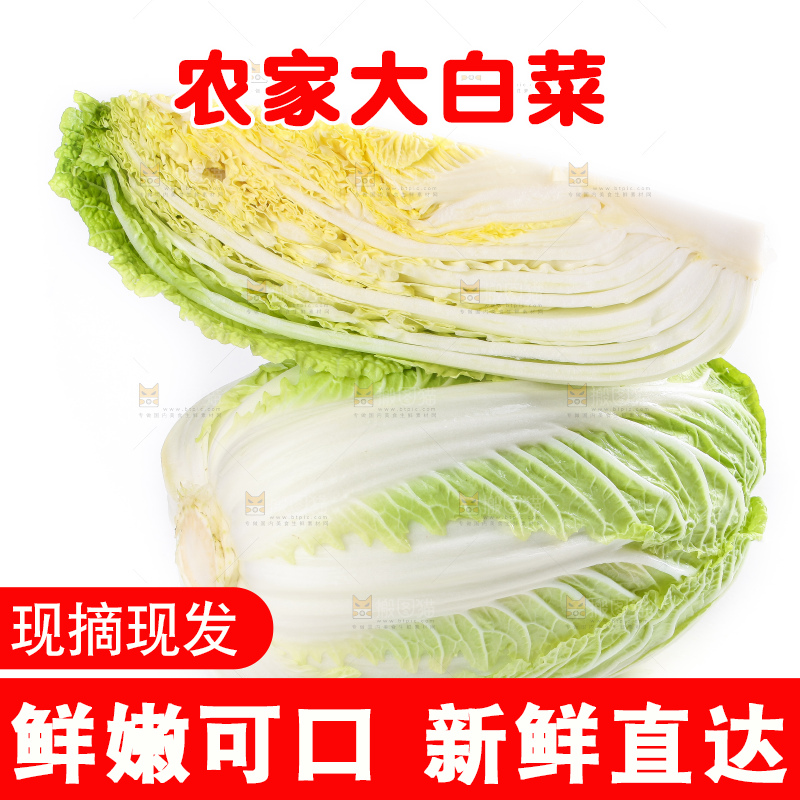 白底上的大白菜