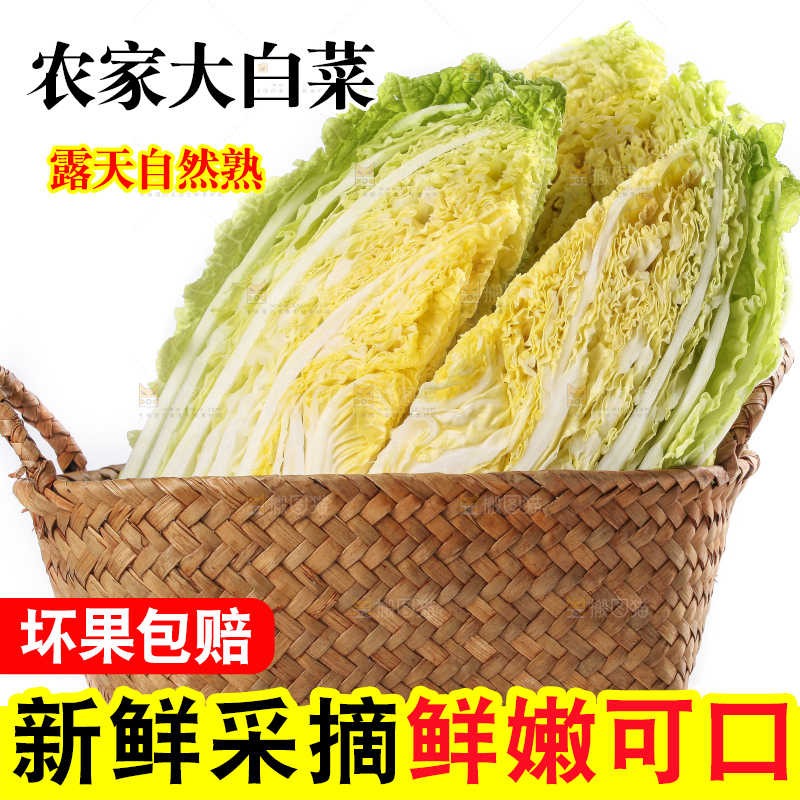 白底上的大白菜