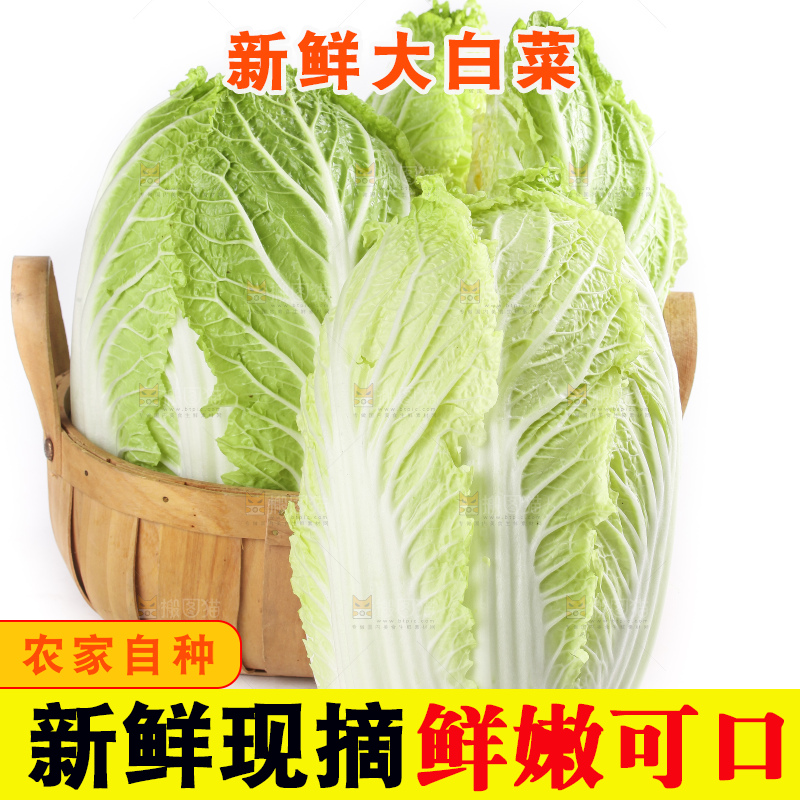 白底上的大白菜