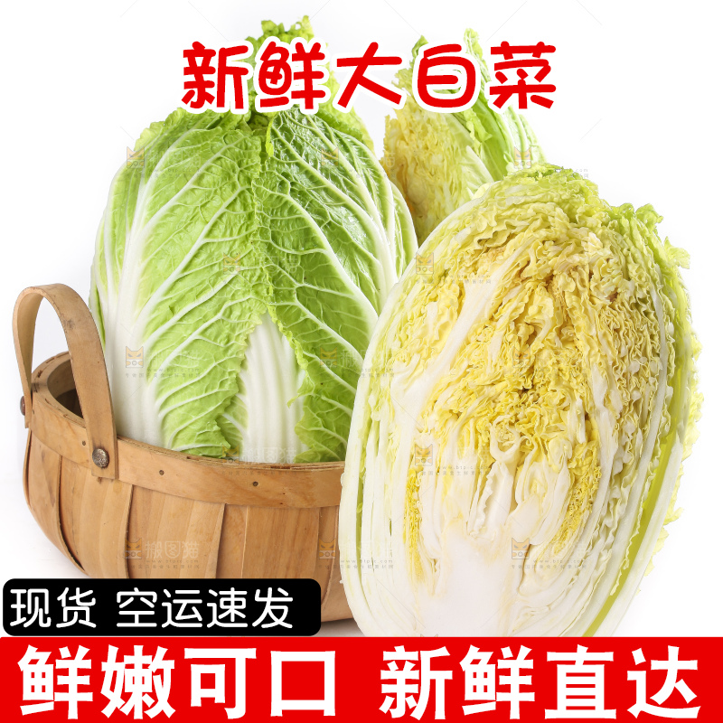 白底上的大白菜