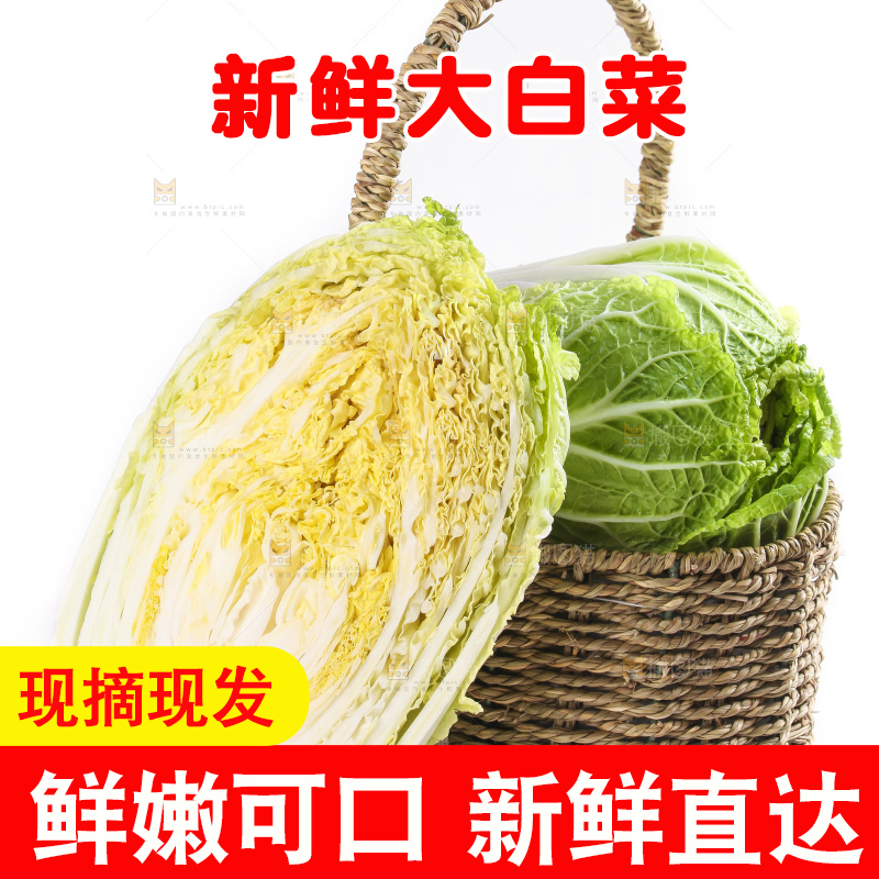 白底上的大白菜