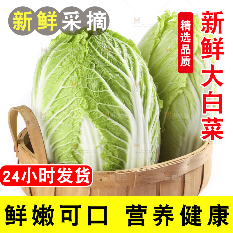 白底上的大白菜