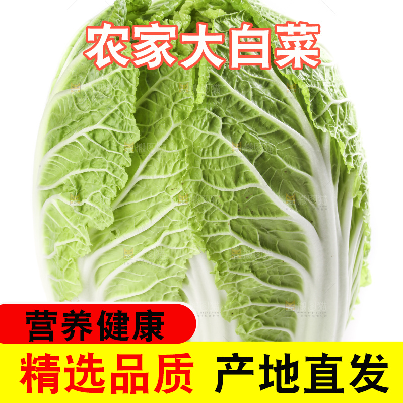 白底上的大白菜