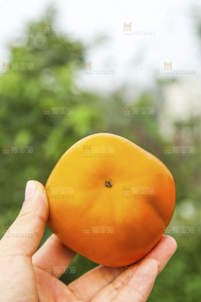 手里拿着新鲜脆柿