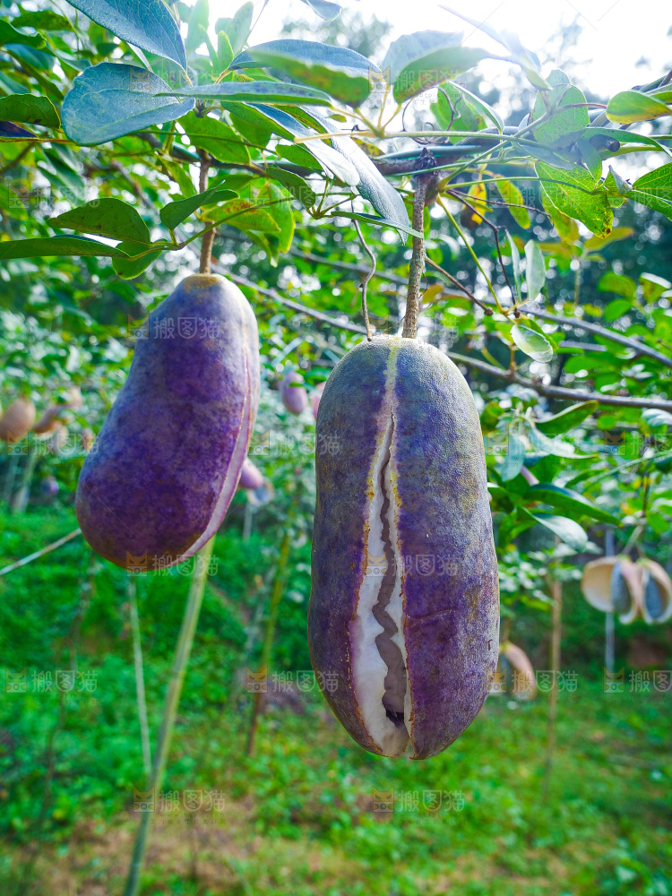树上的新鲜八月瓜