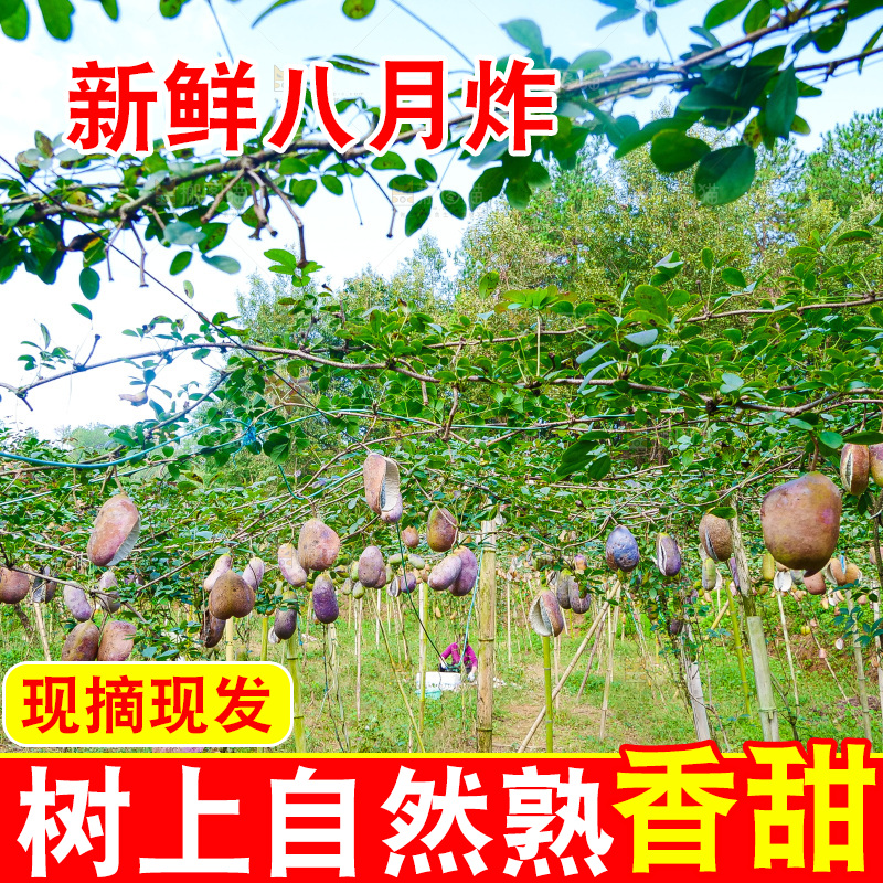 树上的新鲜八月瓜
