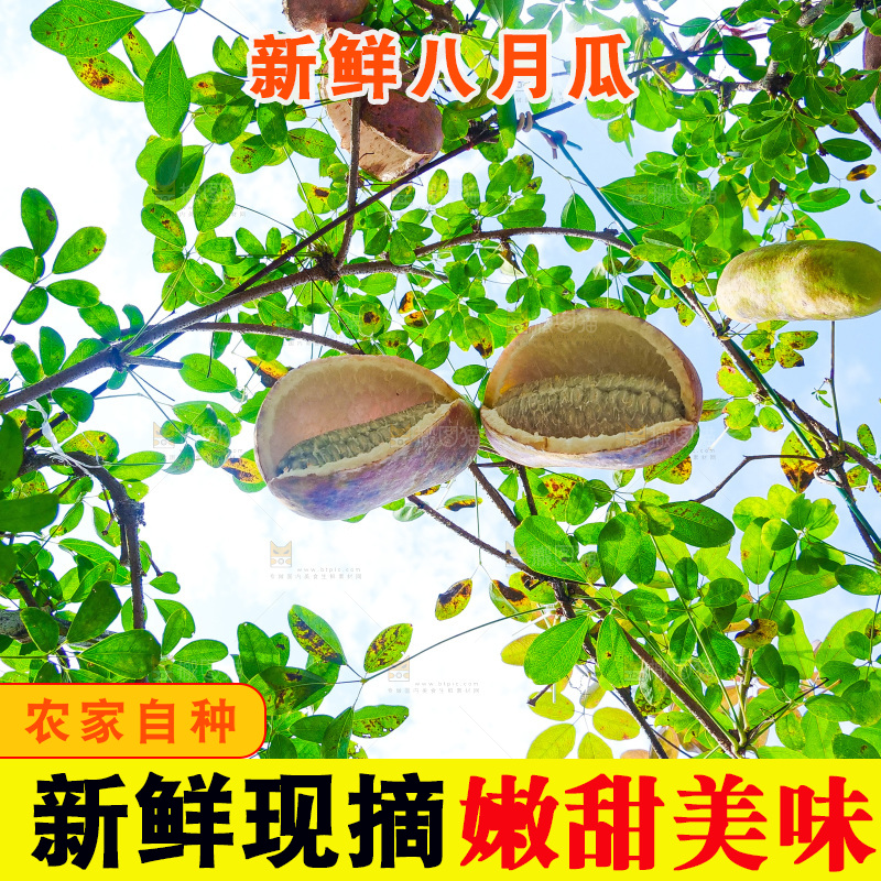 树上的新鲜八月瓜