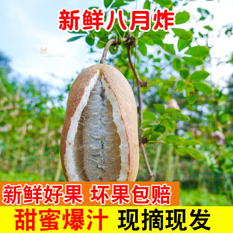 树上的新鲜八月瓜