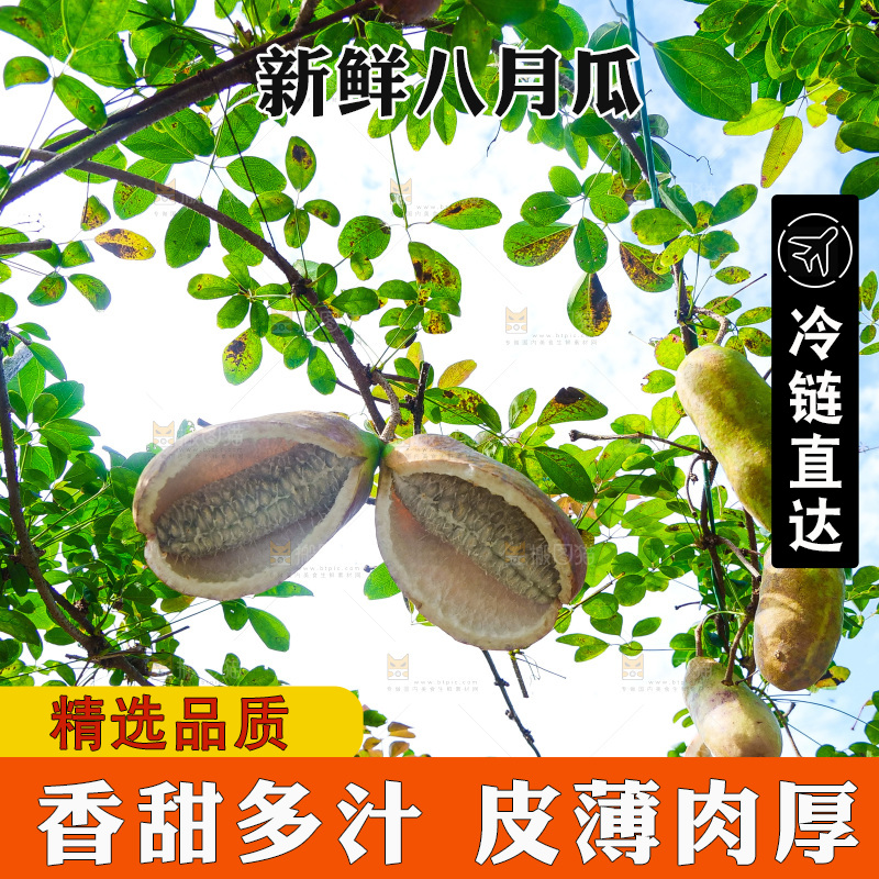 树上的新鲜八月瓜