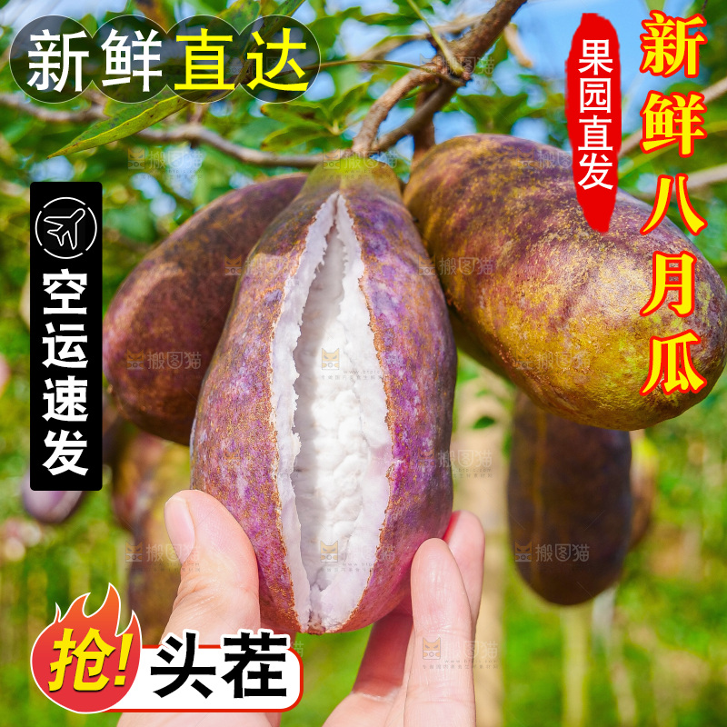 树上的新鲜八月瓜