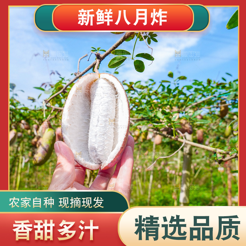 树上的新鲜八月瓜