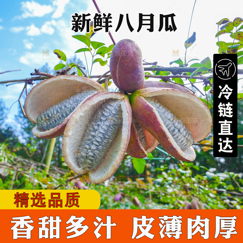 树上的新鲜八月瓜