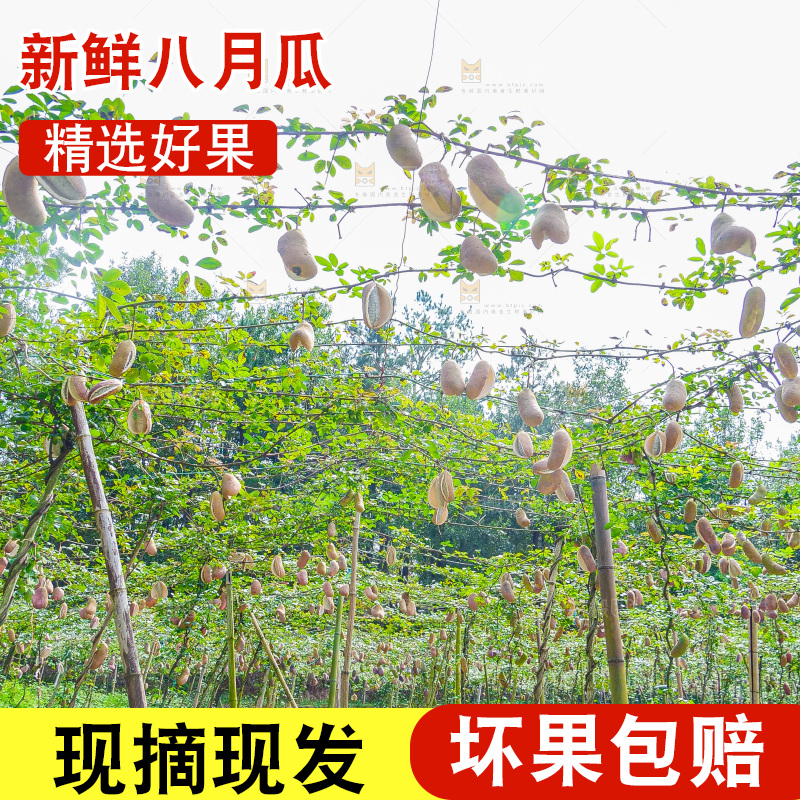 树上的新鲜八月瓜