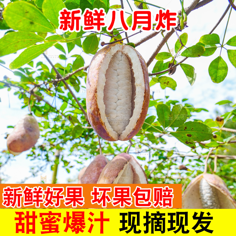树上的新鲜八月瓜