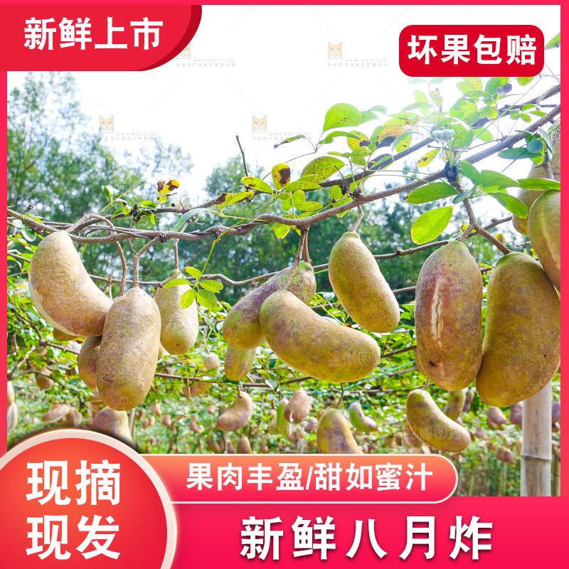 树上的新鲜八月瓜