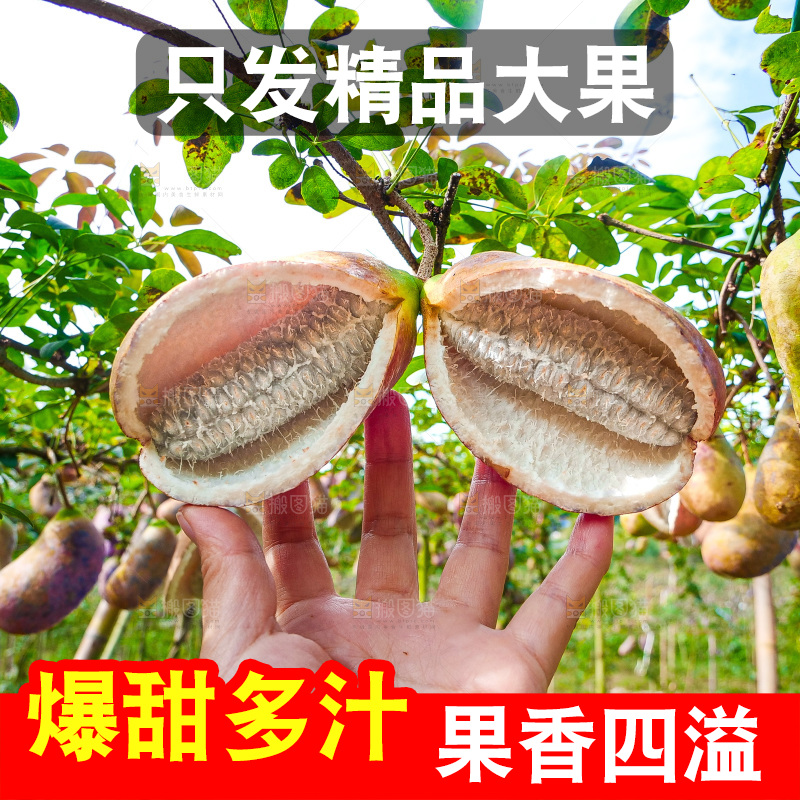 树上的新鲜八月瓜