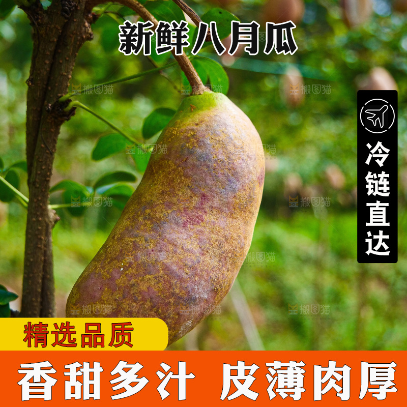 树上的新鲜八月瓜