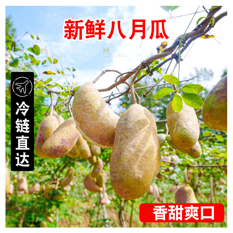 树上的新鲜八月瓜