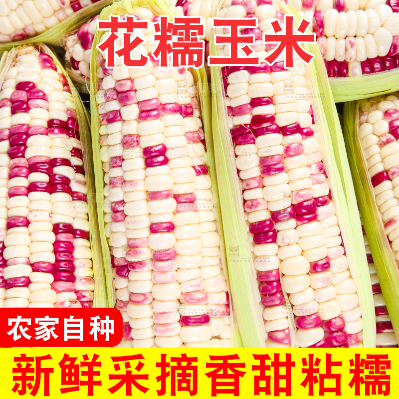 白底上的花糯玉米