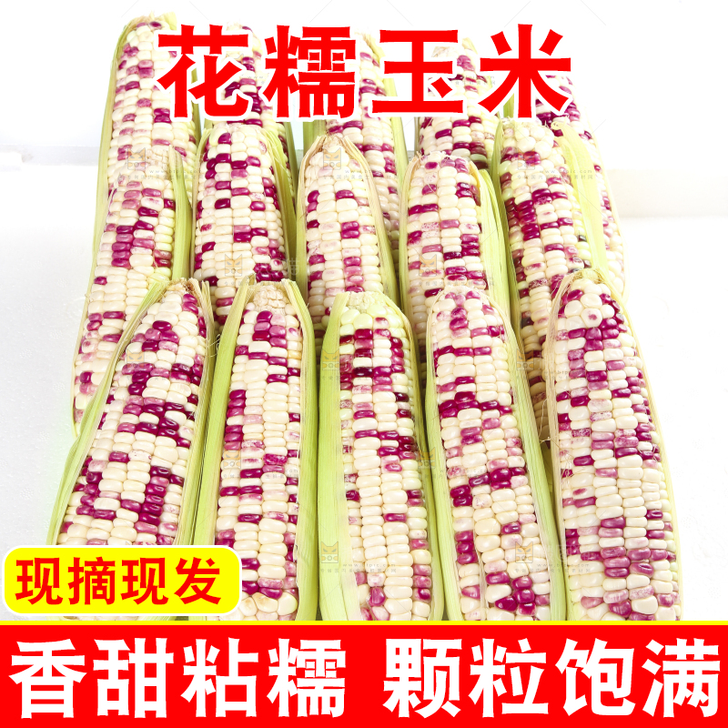 白底上的花糯玉米