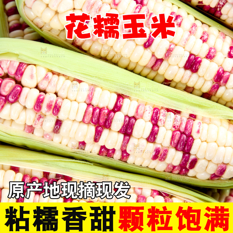 白底上的花糯玉米