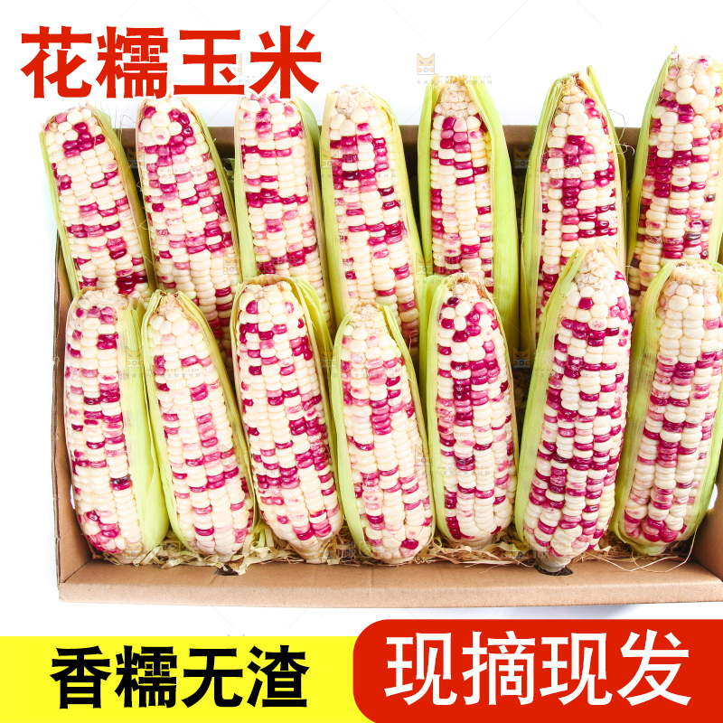 白底上的花糯玉米