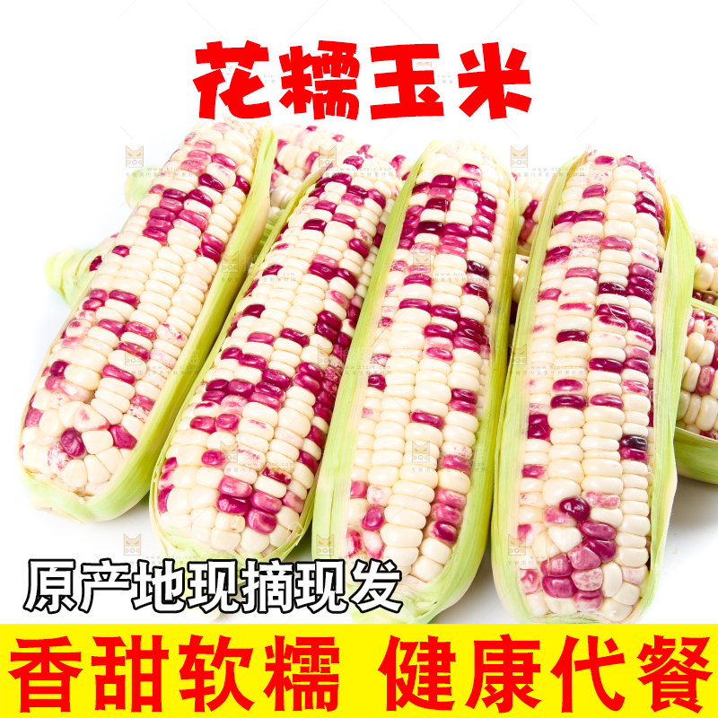 白底上的花糯玉米