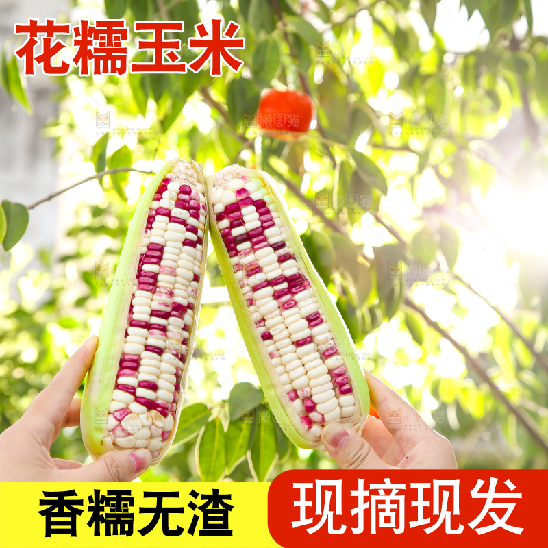 手里拿着花糯玉米