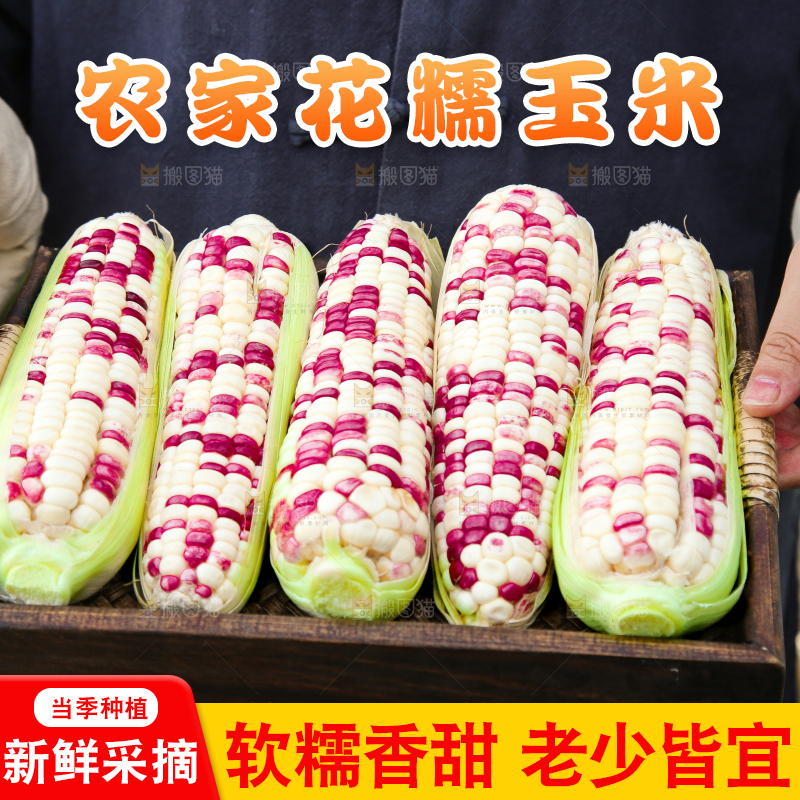 手里拿着花糯玉米