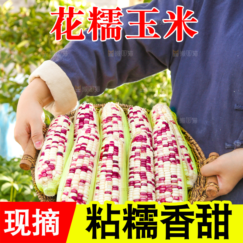 手里拿着花糯玉米