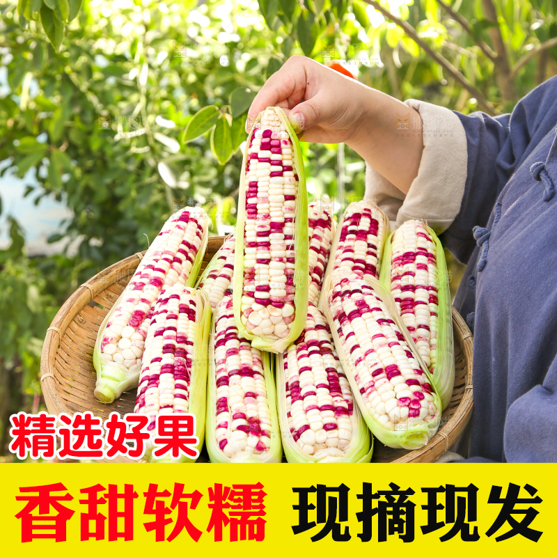 手里拿着花糯玉米