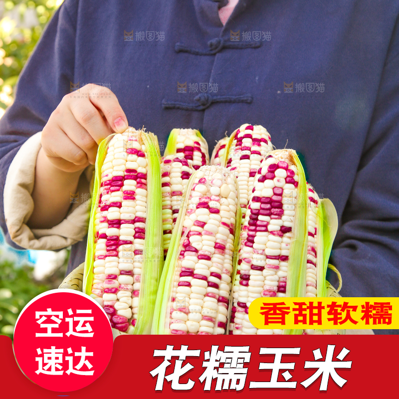 手里拿着花糯玉米