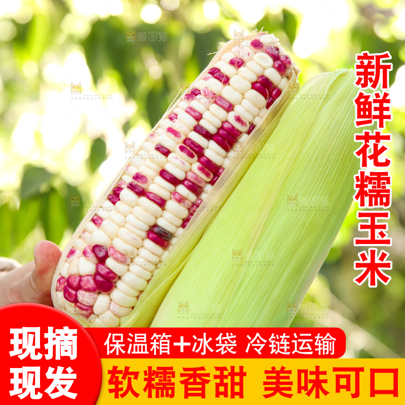 手里拿着花糯玉米