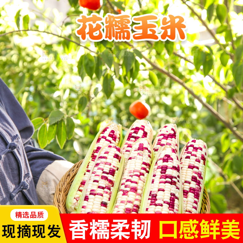 手里拿着花糯玉米