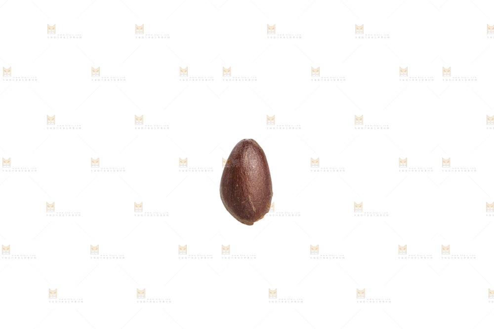 白底上的新鲜松子