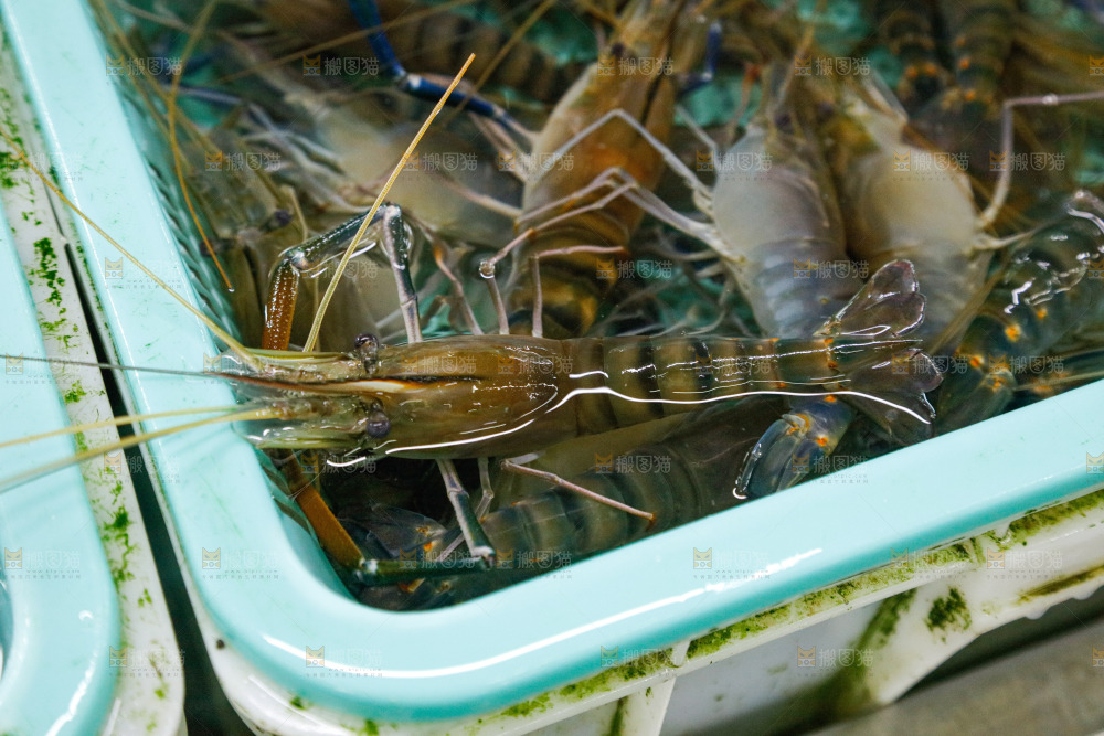 海鲜市场罗氏虾