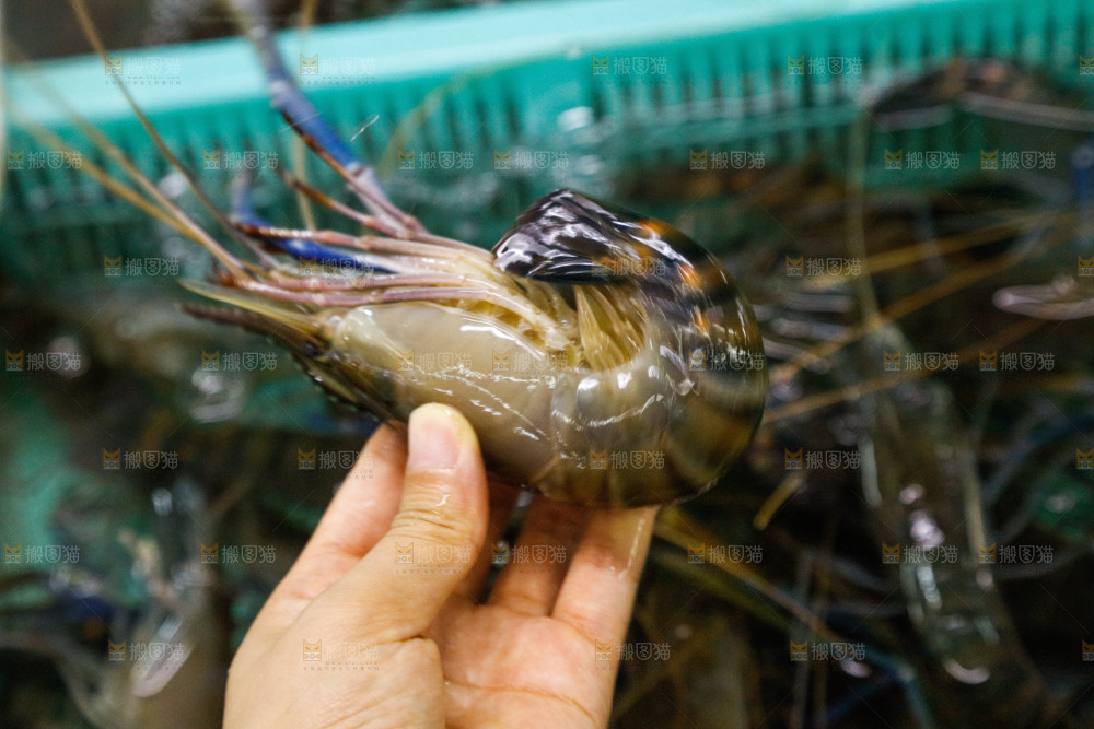 海鲜市场罗氏虾