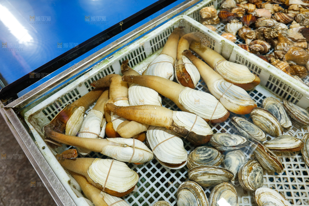 海鲜市场象牙蚌