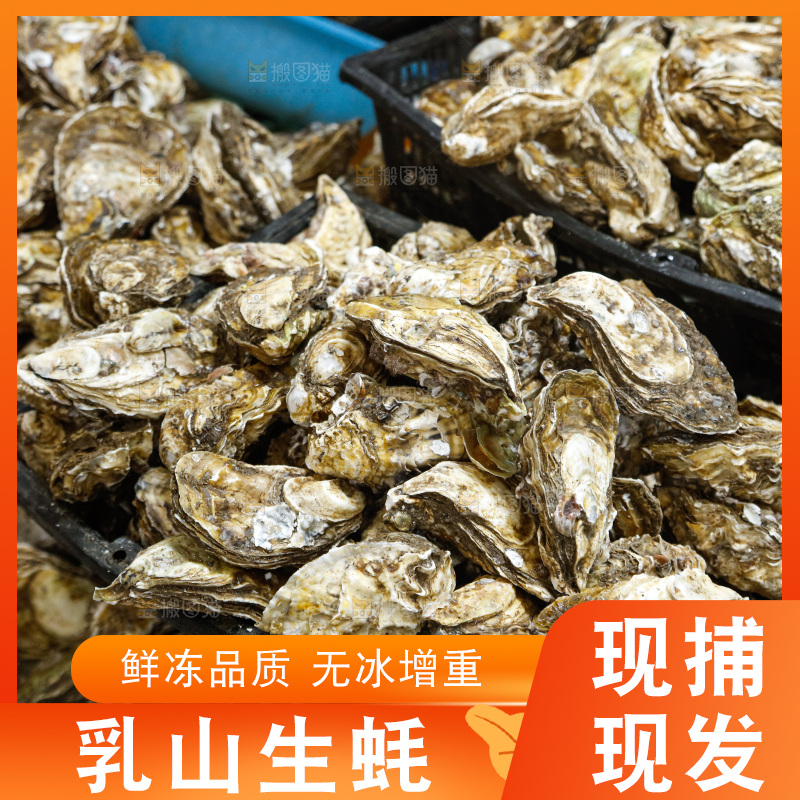 海鲜市场鲜活生蚝