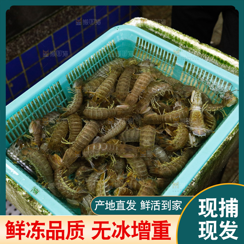 皮皮虾水产