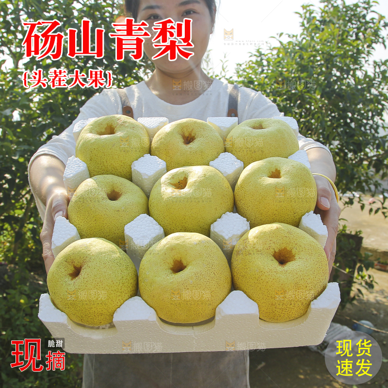手里拿着一盒砀山梨