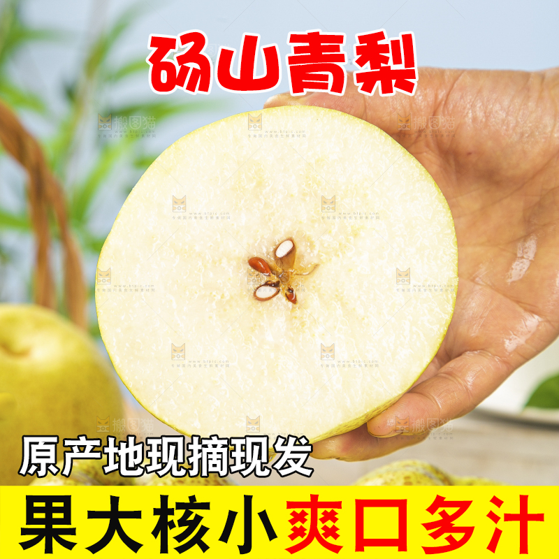 浅底上的砀山梨