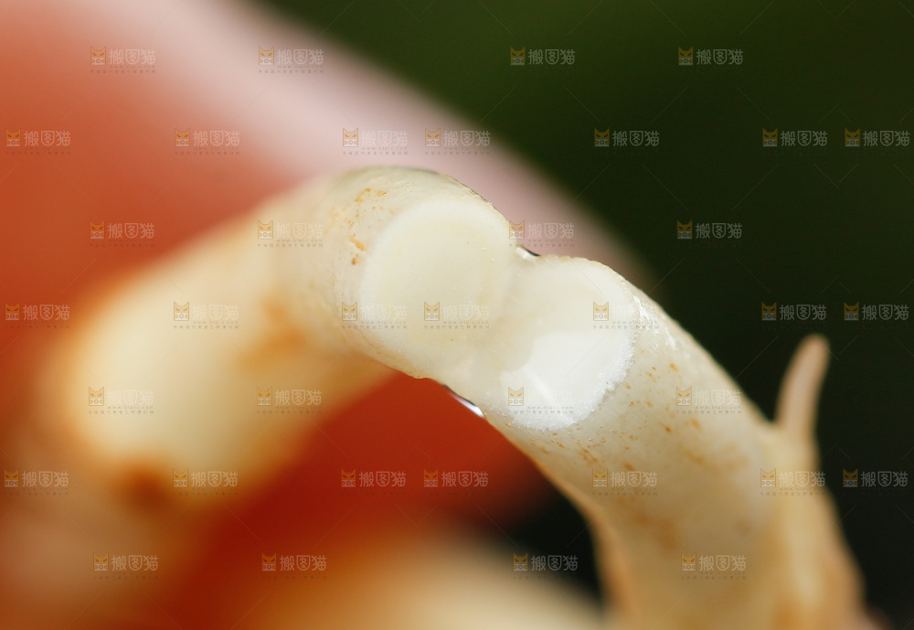 深底上的折耳根