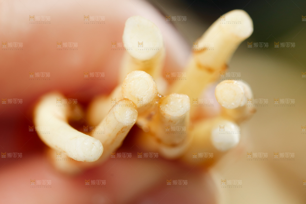 深底上的折耳根