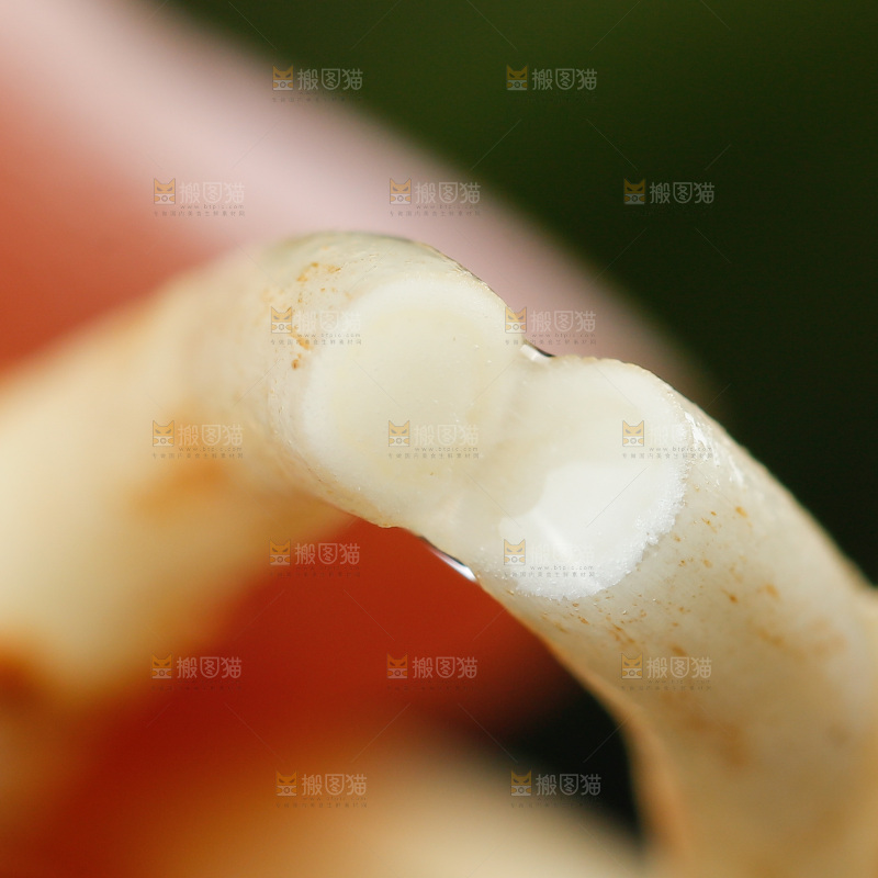 深底上的折耳根